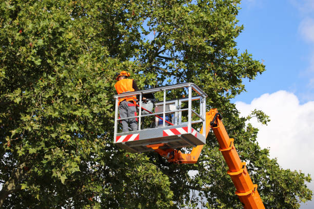 Best Commercial Tree Services  in Oxnard, CA